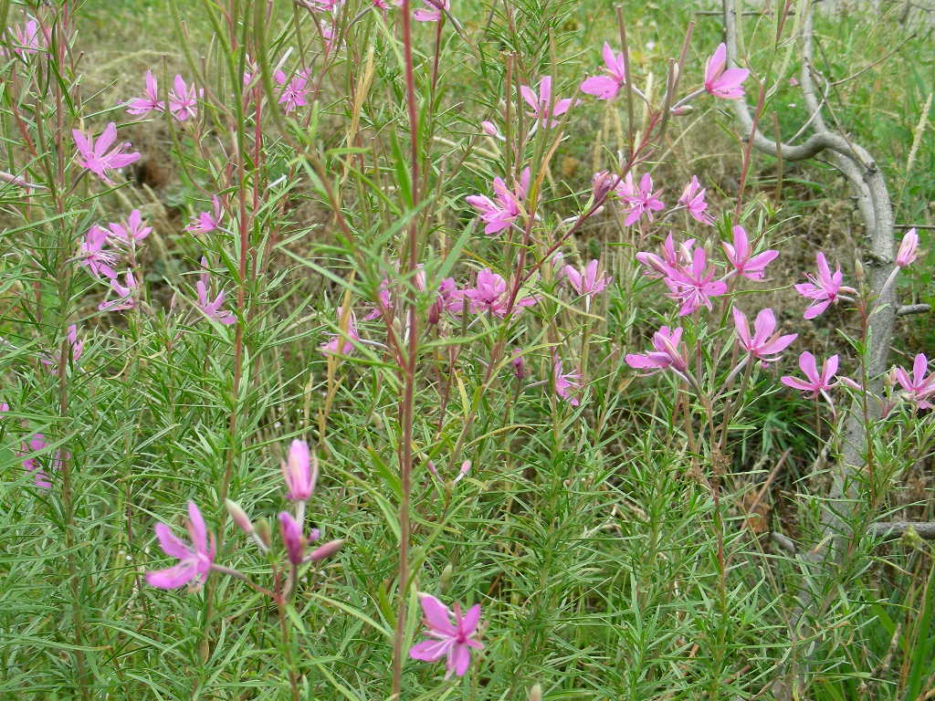 Chamaenerion dodonaei (ex Epilobium dodonaei)/ Garofanino di Dodonaeus